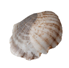 single isolated sea shell bright conch on transparent background, generative AI