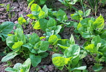 Edible plant garden orach (Atriplex hortensis) grows in spring