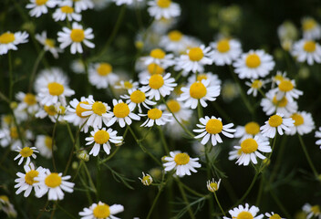 Fototapeta premium Field chamomile (Matricaria) grows in nature