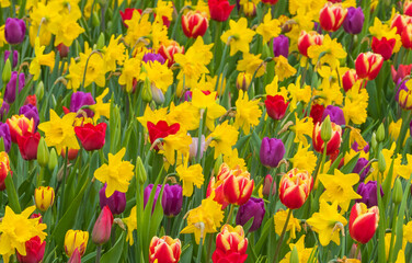 Buntes Blumenmeer aus Narzissen und Tulpen