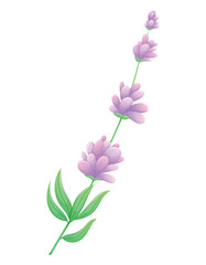 Obraz premium Sprig of lavender or lilac with purple flowers, leaves and petals. Vector isolated cartoon natural illustration.