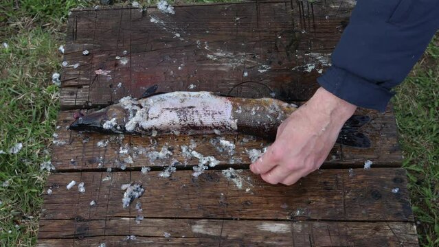 Fish steak technique, first remove scales and gut pike then cut into pieces.