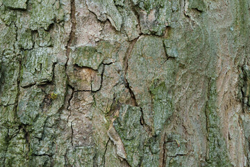 bark of a tree