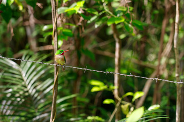 Endemic to the Dominican Republic. Todus subulatus bird. Tropical bird.