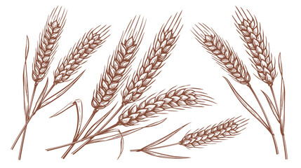 Wheat ears, spikelets set. Hand drawn rye in vintage engraving style. Farm organic food concept. Vector illustration