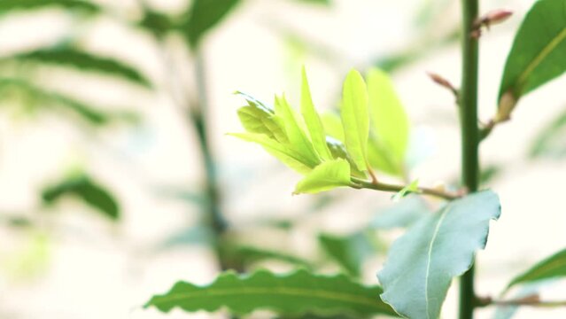 The leaves of laurel tree blowing in the wind. Green background. Kitchen garden herbs