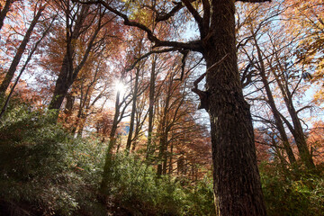 A forest, with beautiful autumn colors. The trees are ñirres, lengas, and other native species of...