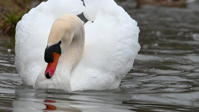 Mute swan Cygnus olor. A bird swims in the lake close-up. Slow motion.