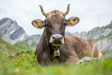 Appenzeller Kuh im Alpstein (Schweiz)