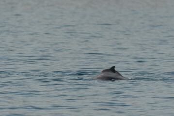 A Dolphin Swimming in the Oman Gulf
