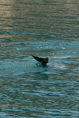 Fototapeta premium A Dolphin Swimming in the Oman Gulf