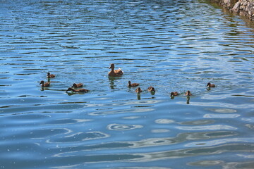 Famille de Canard