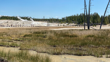 Fototapeta premium Norris Geyser Basin in Yellowstone National Park
