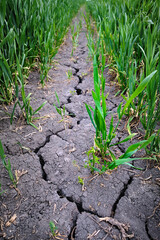 Strong deep crack in a dry agricultural crop field surrounded by young green plants. Caused by intense non-sustainable chemical fertilizing and drought due to climate change ecological problems