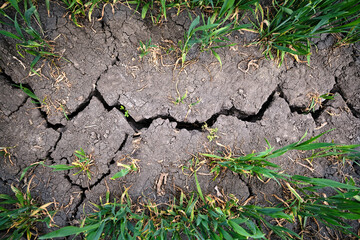 Strong deep crack in a dry agricultural crop field surrounded by young green plants. Caused by intense non-sustainable chemical fertilizing and drought due to climate change ecological problems