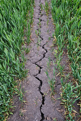 Strong deep crack in a dry agricultural crop field surrounded by young green plants. Caused by intense non-sustainable chemical fertilizing and drought due to climate change ecological problems