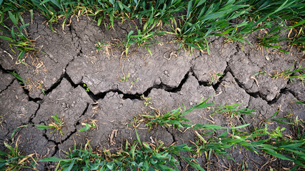 Strong deep crack in a dry agricultural crop field surrounded by young green plants. Caused by intense non-sustainable chemical fertilizing and drought due to climate change ecological problems