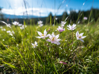 Experience the serene beauty of a Norwegian meadow. A low-angle shot captures white flowers under violet-pink twilight, blending wild charm with rustic harmony.