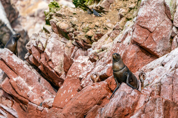 sea lion resting on rocks
