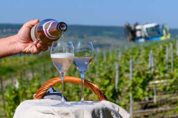Pouring of premier cru sparkling rose wine with bubbles champagne with view on green pinot noir,...