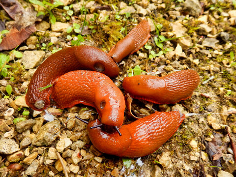 Close up of a group of European red slugs (Arion rufus) looking for a mate
