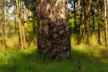 Fototapeta premium Trees at a park
