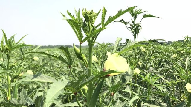 Okra plant with flower