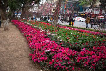 Flower bed in the city