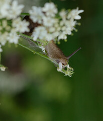 a snail on a leaf
