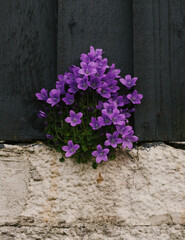 Fototapeta na wymiar flowers on a wall