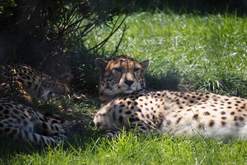 Guépard qui sieste