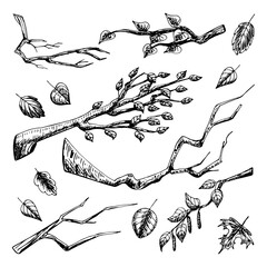 Set of tree branches sketch. Branch with leaves, birch, dry stick. Natural forest. Hand drawn vector ink illustration.