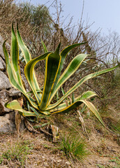 Agave Americana - Century plant in its beauty. Native to Mexico, but growing happily in Italy.