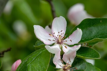 Close up of a pink quince (cydonia oblonga) flower