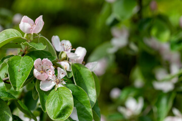 Pink quince (cydonia oblonga) flowers in bloom