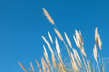 Pampa Grass, Cortaderia selloana, with a clear blue sky background