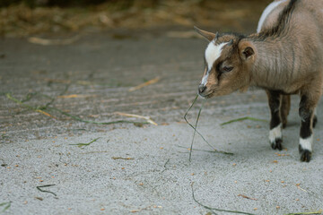 Cute tiny young goat kid eating some herbs on a farmhouse