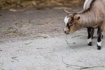 Cute tiny young goat kid eating some herbs on a farmhouse