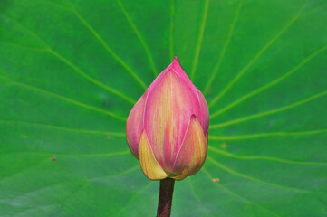 Beautiful bright pink bud Nelumbo lotus flower against the background of a large green leaf