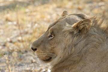 Portrait of a young African lion in the grass, Botswana 