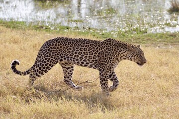 african leopard on the grass, Moremi game reserve, Botswana 