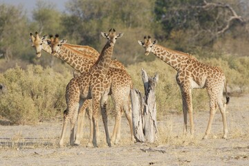 Group of giraffes in the savannah, Moremi game reserve, Botswana 