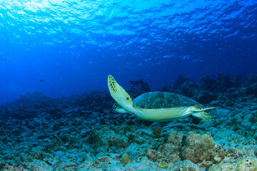 Fototapeta na wymiar A turtle moves over the reef in its marine habitat at the bottom of the sea.
