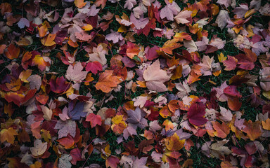 autumn leaves background