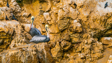 pelicans on rock