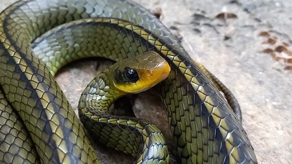 close up of a python