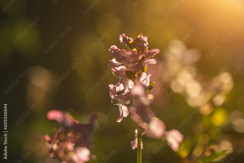 Wall mural closeup of corydalis cava flower in spring, selective focus.