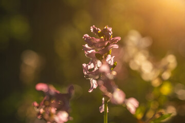 Closeup of corydalis cava flower in spring, selective focus.