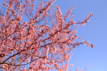Sakura flowers closeup during spring season, beautiful branches of pink Cherry blossoms on the tree under blue sky, floral pattern, can be used as a natural background.