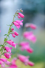 Close-up of penstemon schoenholzeri or penstemon firebird blooming in springtime.
